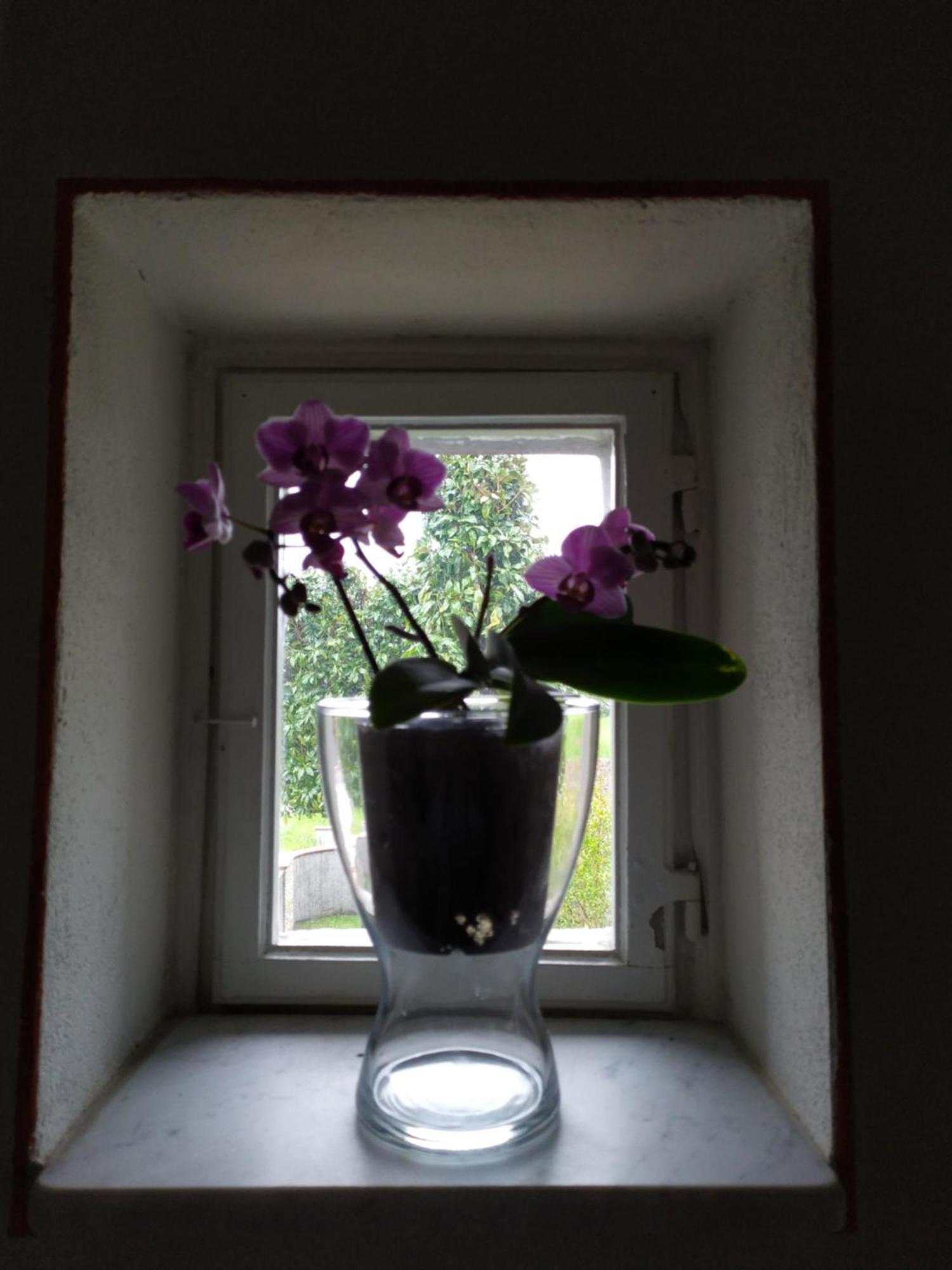 Le Rondini Di San Donato Bed & Breakfast Lucca Ngoại thất bức ảnh